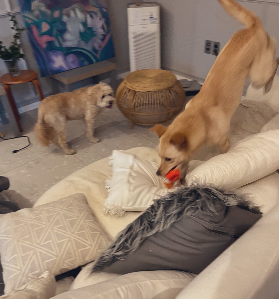 빙글빙글 돌아가는 개들의 집