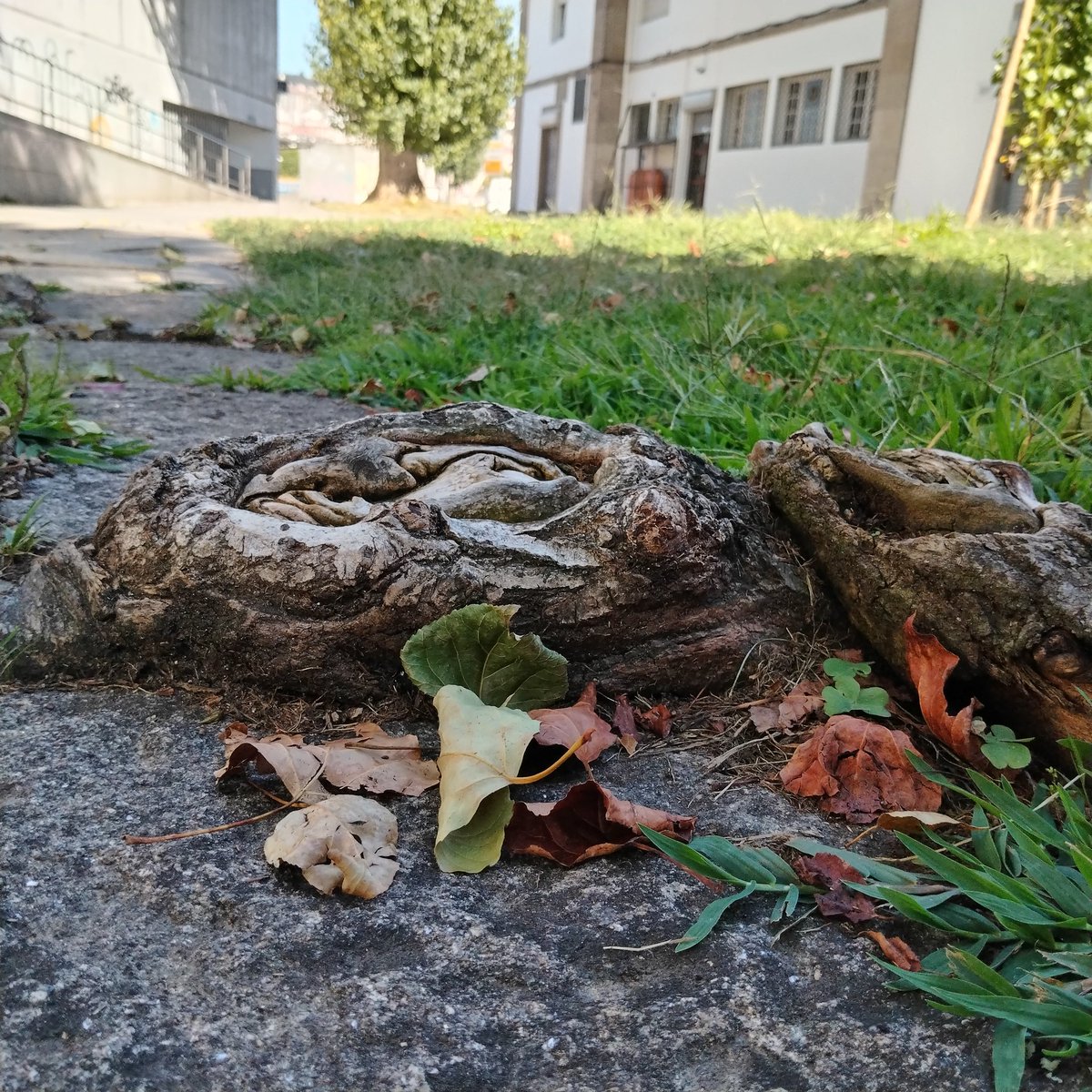 ecospud's tweet photo. Roots of a tree rising up through a path. I should have got clearer photos https://t.co/kmSs6xcbHh