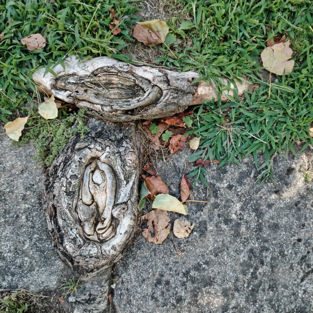 Roots of a tree rising up through a path. I should have got clearer photos