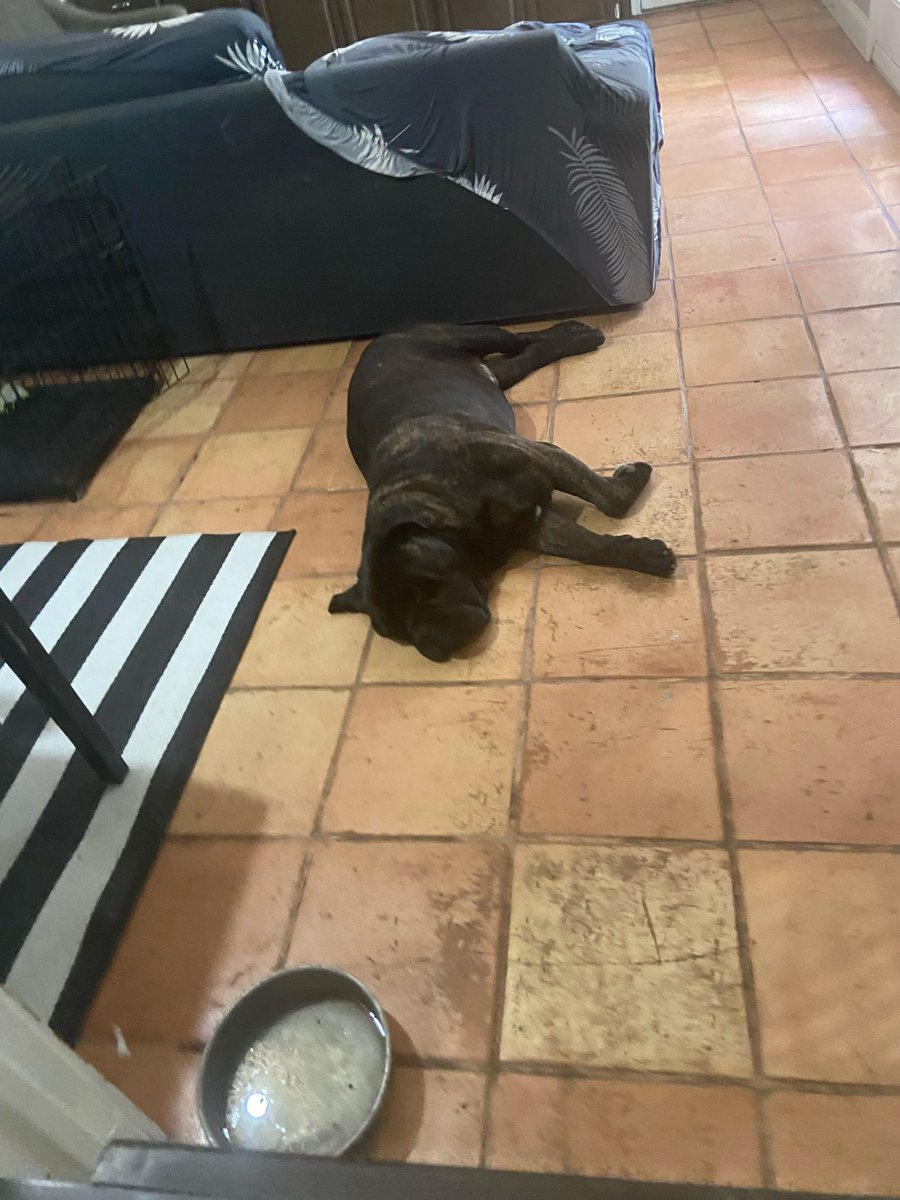 MillieZaragoza's tweet image. We haven’t had ac since Friday 😰but the kids haven’t complained! The dogs tho…. They r melting and spend all day under the fan 😭and stare at me like I’m not doing enough to get it fixed! #firstworlddogproblems