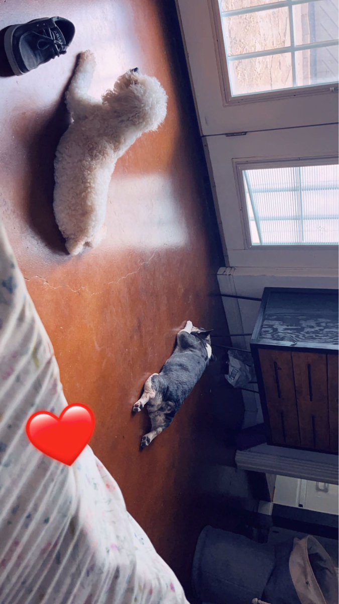 MillieZaragoza's tweet image. We haven’t had ac since Friday 😰but the kids haven’t complained! The dogs tho…. They r melting and spend all day under the fan 😭and stare at me like I’m not doing enough to get it fixed! #firstworlddogproblems