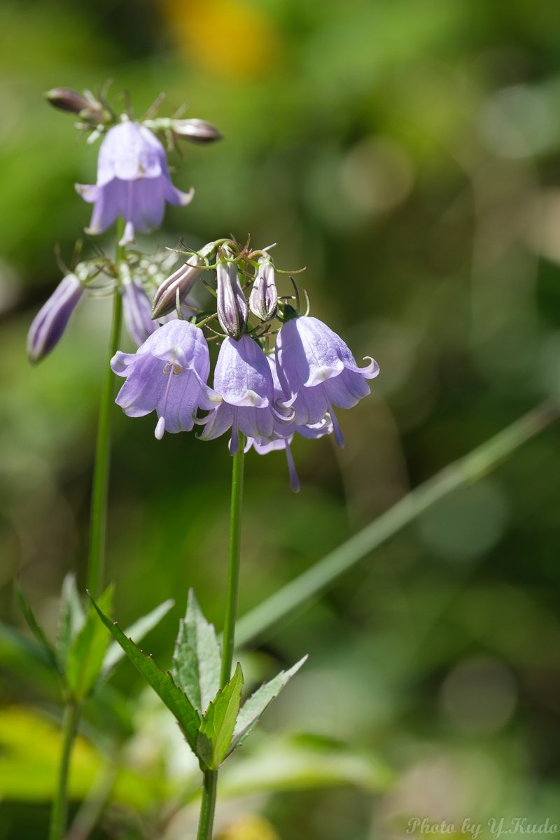 熱帯夜は回避されたけど、秋立ちぬの二十四節気が虚しく響く蒸し暑さ

山の花で気分だけでも涼しく‥‥‥無益だな（；^ω^）

先月29日、 #八幡平 で撮影した #ハクサンシャジン 

 #岩手 #山野の花 #fujifilmxseries #xt3 #立秋