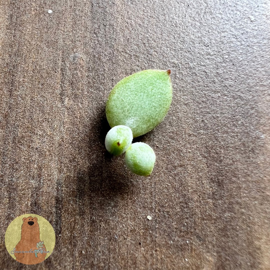 Al manipular mi Cotyledon Pendens sin querer corté una hojita, parece un pequeño conejito 🐰 según yo ☺️ #SucculentOso 🐻