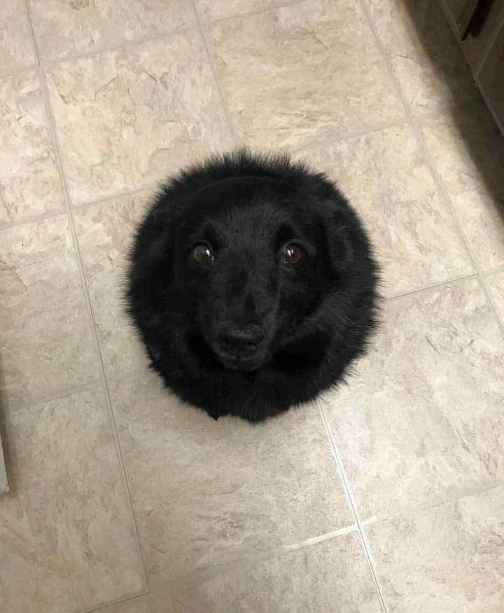 Tem um buraco negro na minha cozinha
que absorve tudo que cai.
