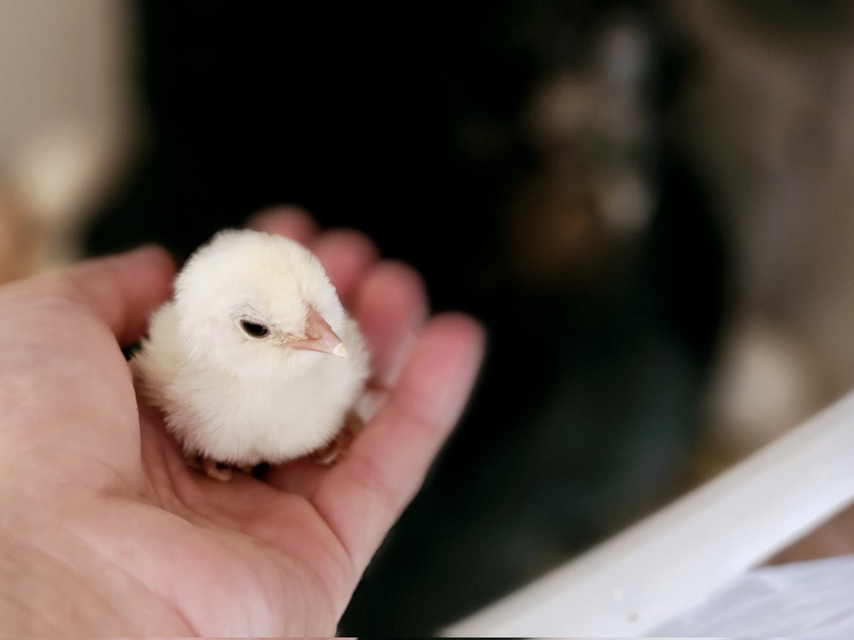 WhatTheCluck's tweet photo. https://t.co/QH4smAOs8M