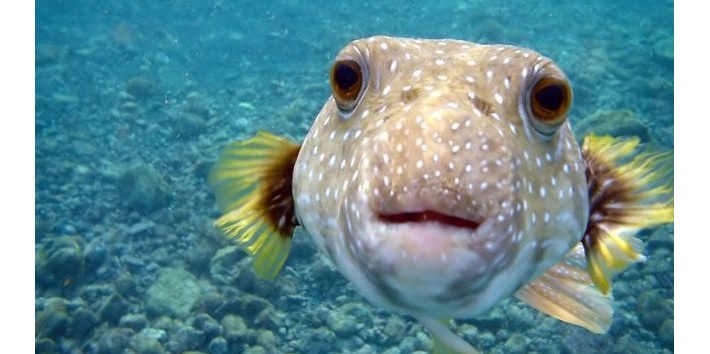 Dr Tiff Nelson (@tiffmnelson) on Twitter photo 🗣️🧑🔬 #PhD or #MPhil #Scholarship available on the #Genetic 🧬Basis for #Marine #Neurotoxin (#Tetrodotoxin) #Biosynthesis 🧪. Details here: tinyurl.com/TTXPhD <a href="/uni_newcastle/">University of Newcastle</a> @NeilanBGGM <a href="/ARC_CoESB/">ARC Centre of Excellence in Synthetic Biology</a> @TimmsVerlaine <a href="/UON_research/">Uni Newcastle Research</a> 🗣️🧑🔬 #PhD or #MPhil #Scholarship available on the #Genetic 🧬Basis for #Marine #Neurotoxin (#Tetrodotoxin) #Biosynthesis 🧪. Details here: tinyurl.com/TTXPhD <a href="/uni_newcastle/">University of Newcastle</a> @NeilanBGGM <a href="/ARC_CoESB/">ARC Centre of Excellence in Synthetic Biology</a> @TimmsVerlaine <a href="/UON_research/">Uni Newcastle Research</a>