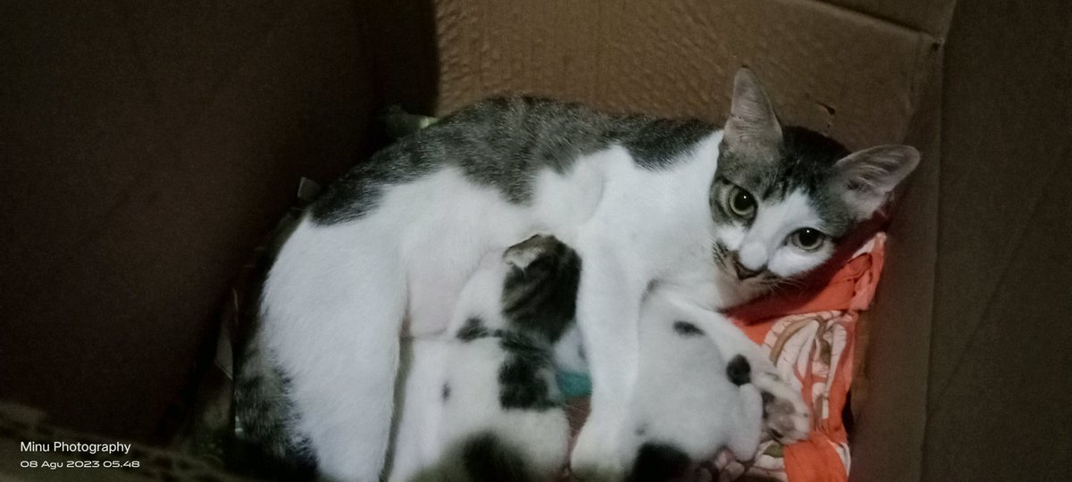 Aneesa_Putri26's tweet photo. morning baby cat 2G dah 10 hari usianya sehat2 ya baby dan mamanya yg cantik 😻
#duniakucing https://t.co/jF2LloA7gs