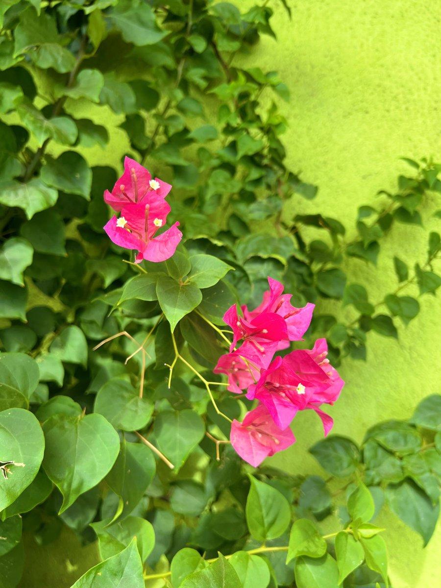 PhxLibrary's tweet photo. Stay cool at the library! ☀️ Why not discover a different #PhoenixPublicLibrary location? Desert landscaping with brilliant pops of color surround our libraries throughout the Valley. Check it out. Visit us! https://t.co/EqSvZJ6I4m #OcotilloLibrary #JustReadPPL #PHX https://t.co/rFhCqmhwCx