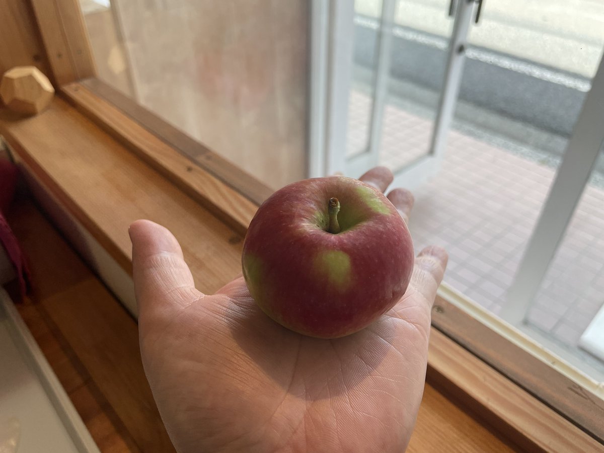 suppaiiringo's tweet photo. 暑くてバテ気味でしたが、今シーズン初のりんごが奥州市江刺の菅野農園さんから到着しました！
ビスタベラ🍎

天候の関係で小さいものが多いですが、小さいけどしっかり甘酸っぱい😆
これはむしろそのままでもOKなおやつりんご！
ありなのでは？？

明日からアップルパイとして焼きますよ😊 https://t.co/39ewOO4EdN