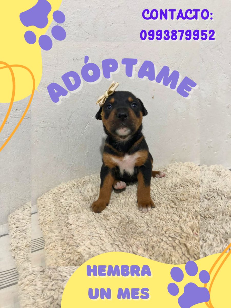 Pilas mi gente, hay 9 dogs en ADOPCIÓN, tienen 1 mes 🐕(7 hembras y 2 machos) 
Dales una pata. 

Contacto: 0993879952 en Guayaquil