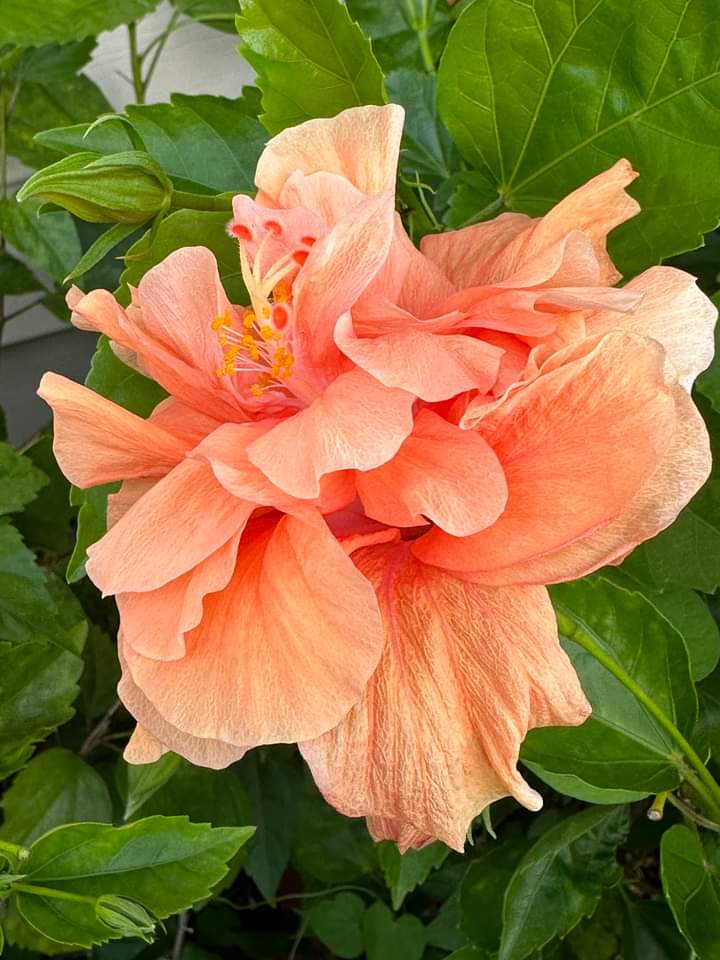 74ceff6b903445b's tweet photo. Hello dear friends 🙏😄
Have a beautiful Thursday 🏵️ https://t.co/4jCFLJ9ghe