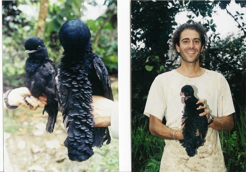 dialektical's tweet photo. And I would be remiss if I didn't include this throwback photo of my advisor @jkphenomenon doing fieldwork in NW Ecuador.

Umbrellabird photos in this thread were taken by the inimitable Murray Cooper.

Enjoy the paper! https://t.co/RCgFNZ1eIE