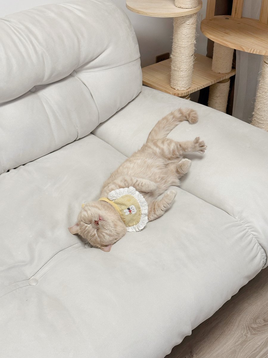 JonnePetson's tweet photo. There's always a carefree one in the family, right? ....... #cats #life #cute #romantic #pets #catroutine #cats #kittens #cute #mischievous #schoolhouse #carefree #sadkitten #kittenroutine #happiness https://t.co/8g2xIljXEa