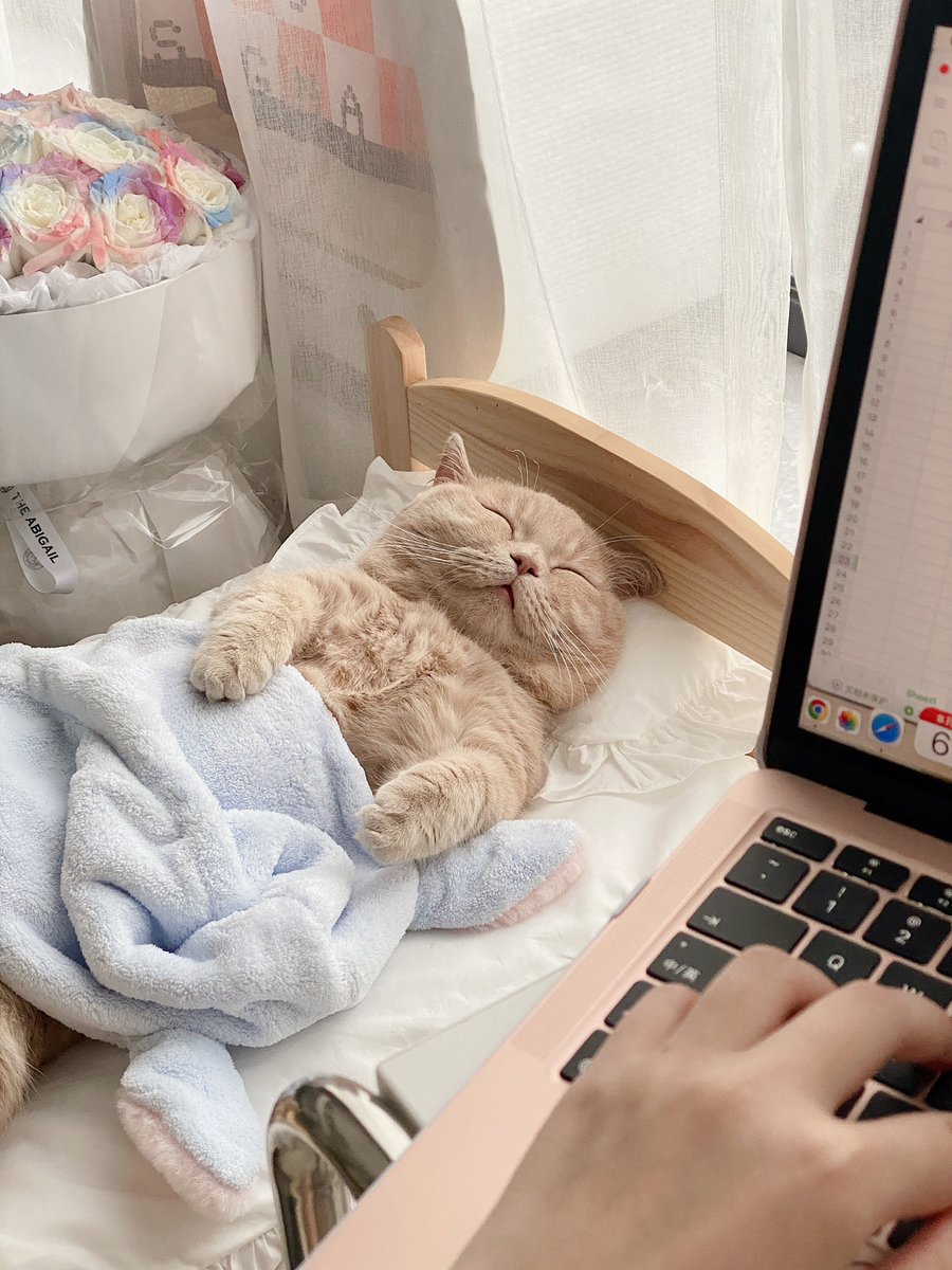 JonnePetson's tweet photo. There's always a carefree one in the family, right? ....... #cats #life #cute #romantic #pets #catroutine #cats #kittens #cute #mischievous #schoolhouse #carefree #sadkitten #kittenroutine #happiness https://t.co/8g2xIljXEa