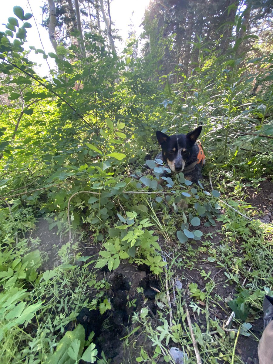 Guess the 3 species Filson’s nose detected!👇🏽

He’s a CDDT, or a member of a “conservation detection dog team.” CDDTs (professional wildlife #SnifferDogs + #K9Handler / Field Scientists), collect data (💩) on wildlife, non-invasively. 

Hint: 🐱🦁🐻

#Tech4Wildlife #PoopScience