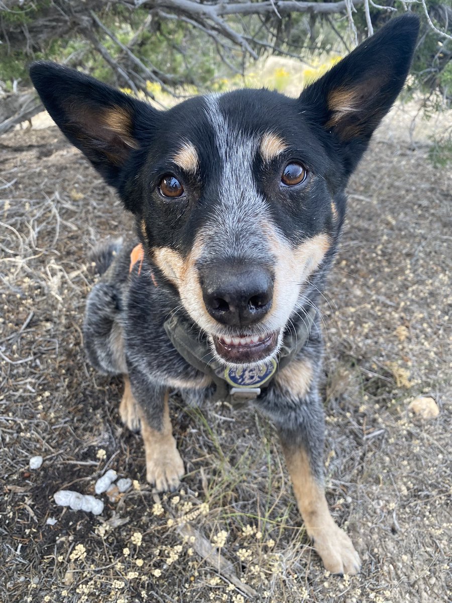 roguedetection's tweet image. Guess the 3 species Filson’s nose detected!👇🏽

He’s a CDDT, or a member of a “conservation detection dog team.” CDDTs (professional wildlife #SnifferDogs + #K9Handler / Field Scientists), collect data (💩) on wildlife, non-invasively. 

Hint: 🐱🦁🐻

#Tech4Wildlife #PoopScience