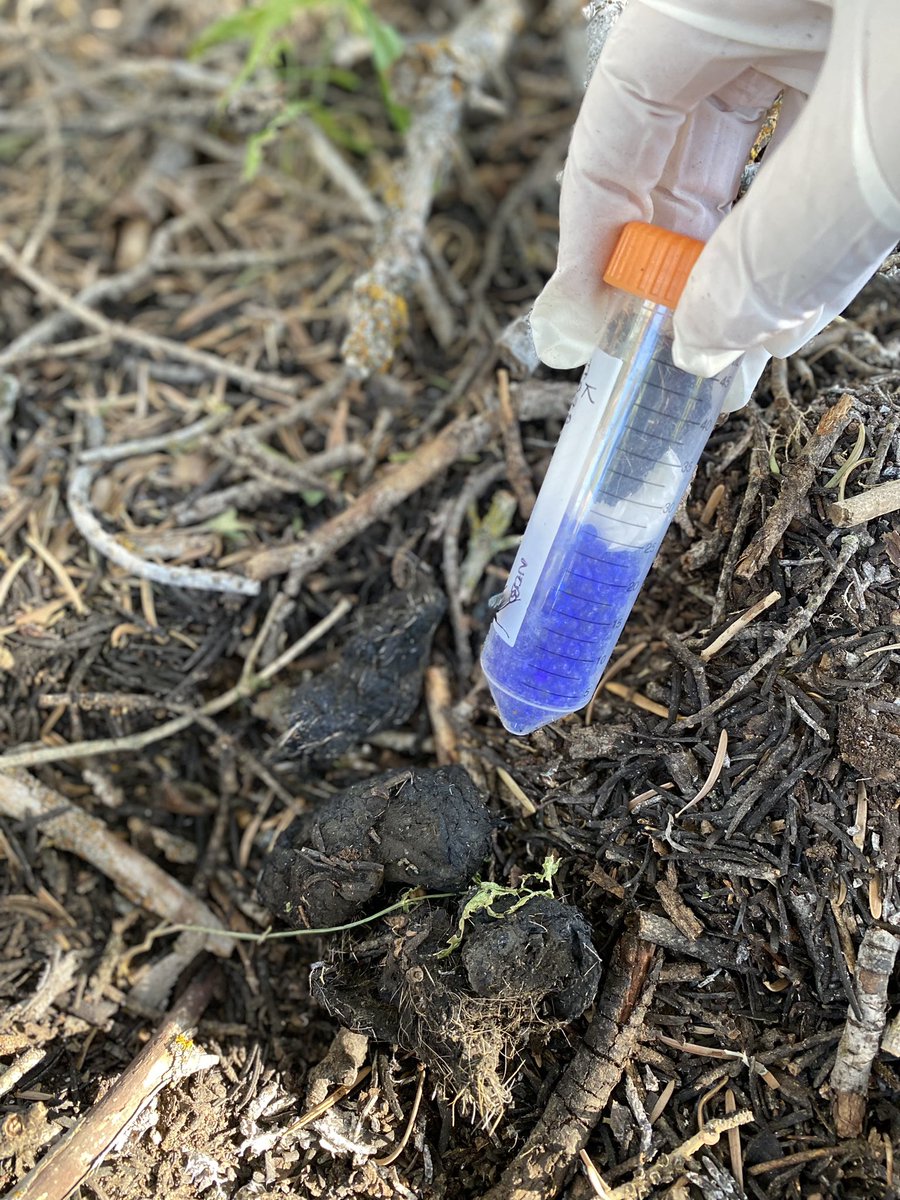 roguedetection's tweet image. Guess the 3 species Filson’s nose detected!👇🏽

He’s a CDDT, or a member of a “conservation detection dog team.” CDDTs (professional wildlife #SnifferDogs + #K9Handler / Field Scientists), collect data (💩) on wildlife, non-invasively. 

Hint: 🐱🦁🐻

#Tech4Wildlife #PoopScience