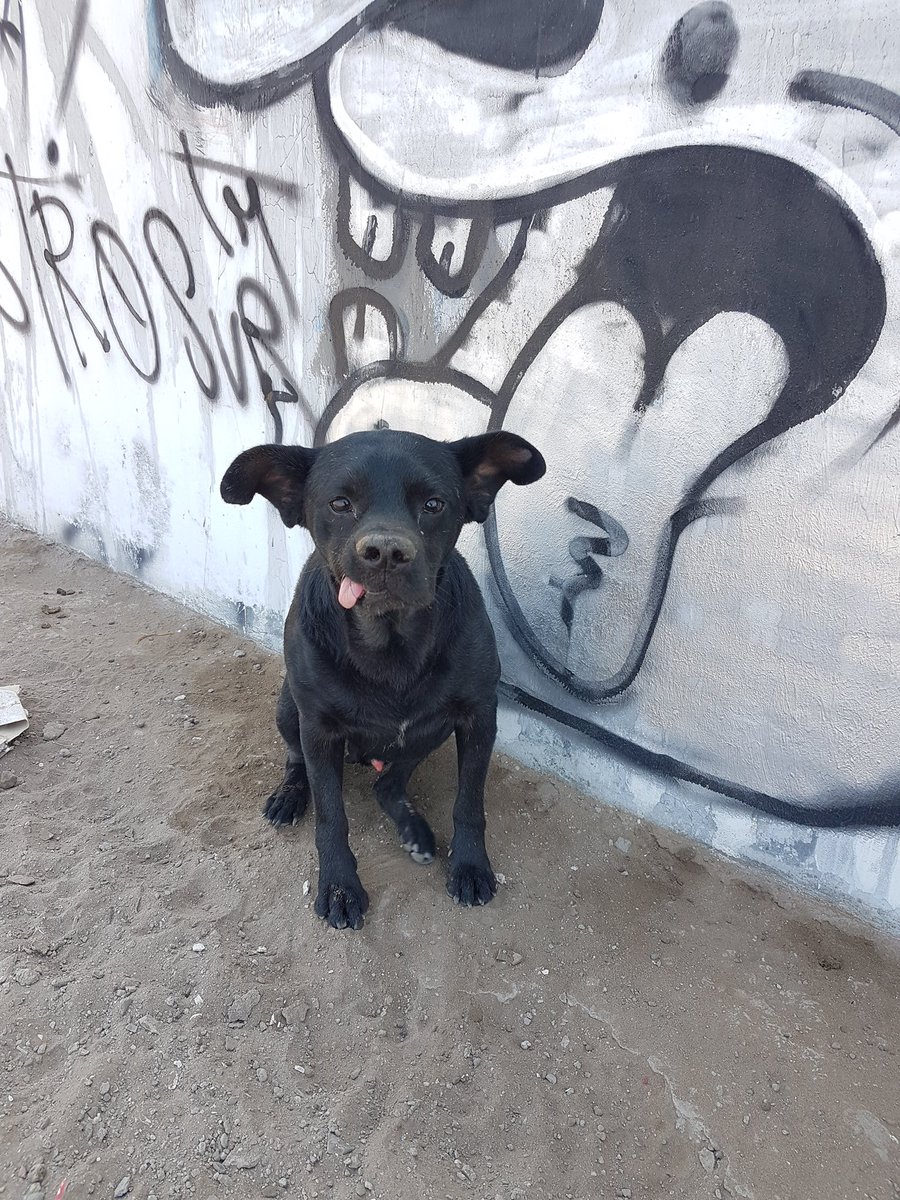 StSteffanie's tweet photo. Mi lenguas❤️‍🩹 Gracias por amarme y salvarme! Perdóname por no salvarte a ti! Siempre estarás en mi ❤️ estás junto con mi KIA🩷😭 https://t.co/l5gzW48SWp