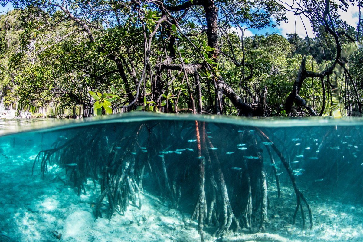 MissionBlue's tweet photo. The mangrove is the ocean's Giving Tree. It provides habitat to birds, fish, invertebrates and other life, gives coastlines a break from pounding waves, and gives the planet a break by sequestering carbon. 🌳🌊 #MangroveDay

Photo by Sabine Templeton from the Misool Hope Spot https://t.co/VV33sTiQ3e