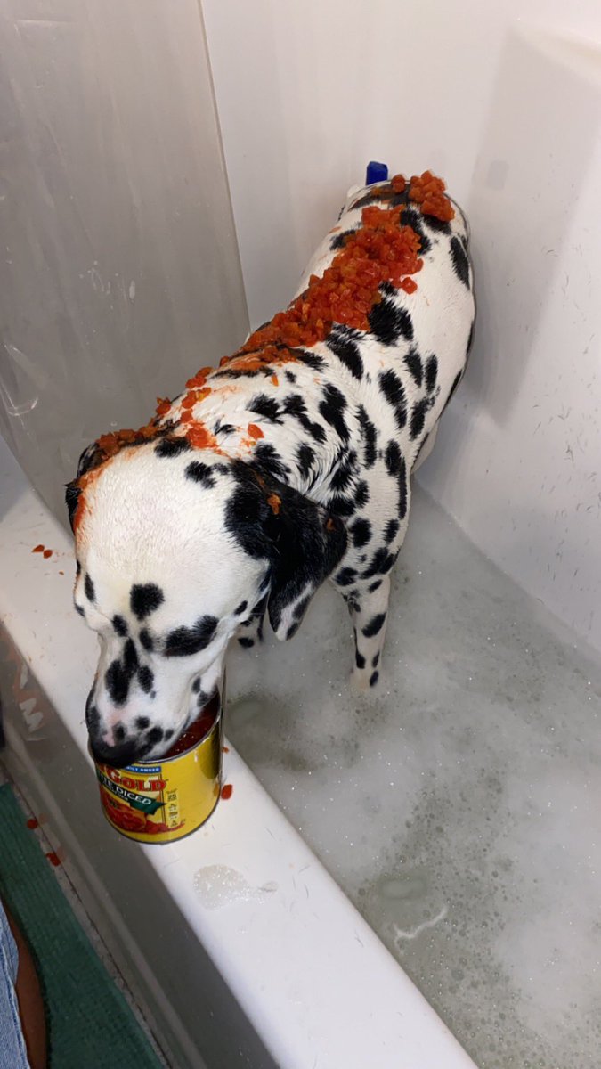 okay i covered him in tomato sauce (i only had the diced kind okay) BUT HE WONT STOP EATING THE TOMATOES!!! and HE STILL STINKS