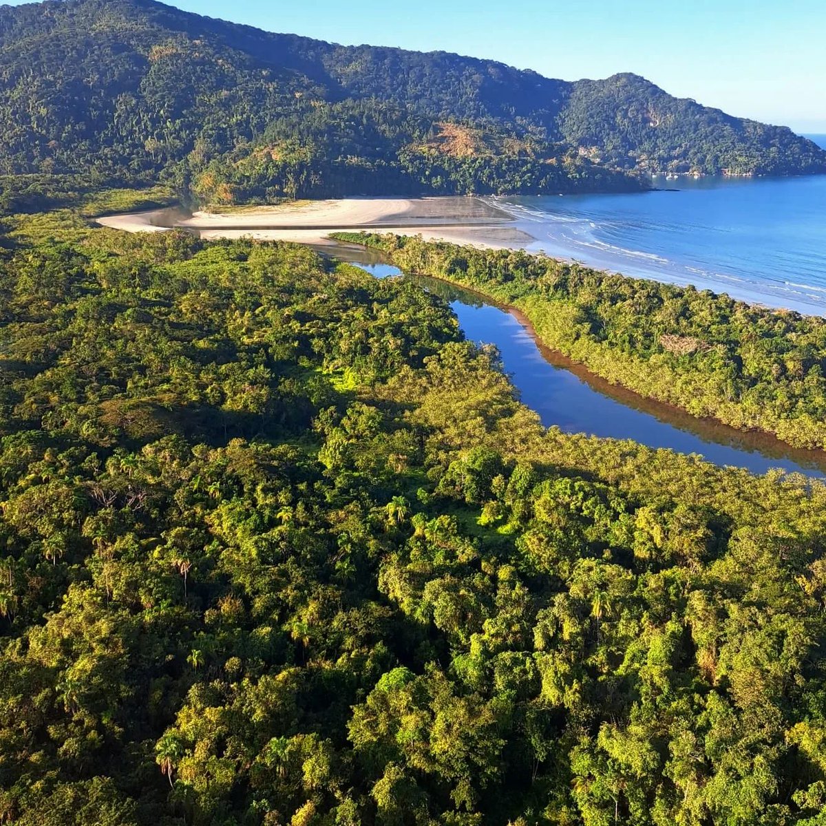 🌳 "Joia da Mata Atlântica. Praia da fazenda, Parque Estadual Serra do Mar - Núcleo Picinguaba, Ubatuba/SP ..." 🌱🌿
📸 @corre_carlao