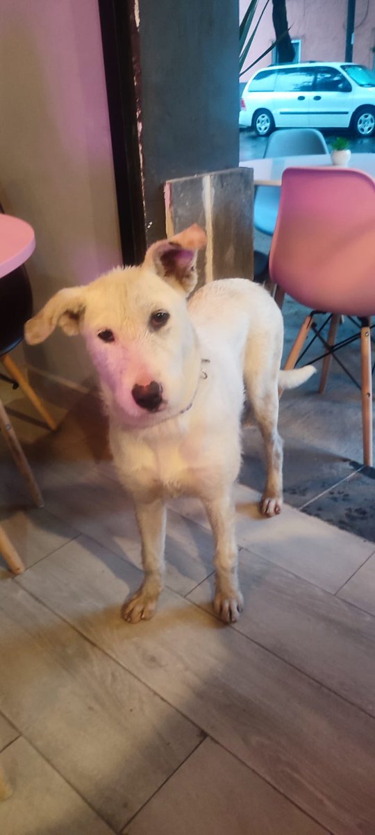 Alesita_Ga's tweet photo. Llegó esta perrita al café de unos amigos cerca de Tlalpan a la altura de Chabacano, trae collar pero no plaquita, esperamos que aparezcan los dueños, si alguien la reconoce escríbanme y los contacto con quién la resguarda esta noche @UbicapetMexico @PrrosPerdidosMX @PerdiDogsMx https://t.co/W0T0mGClzh