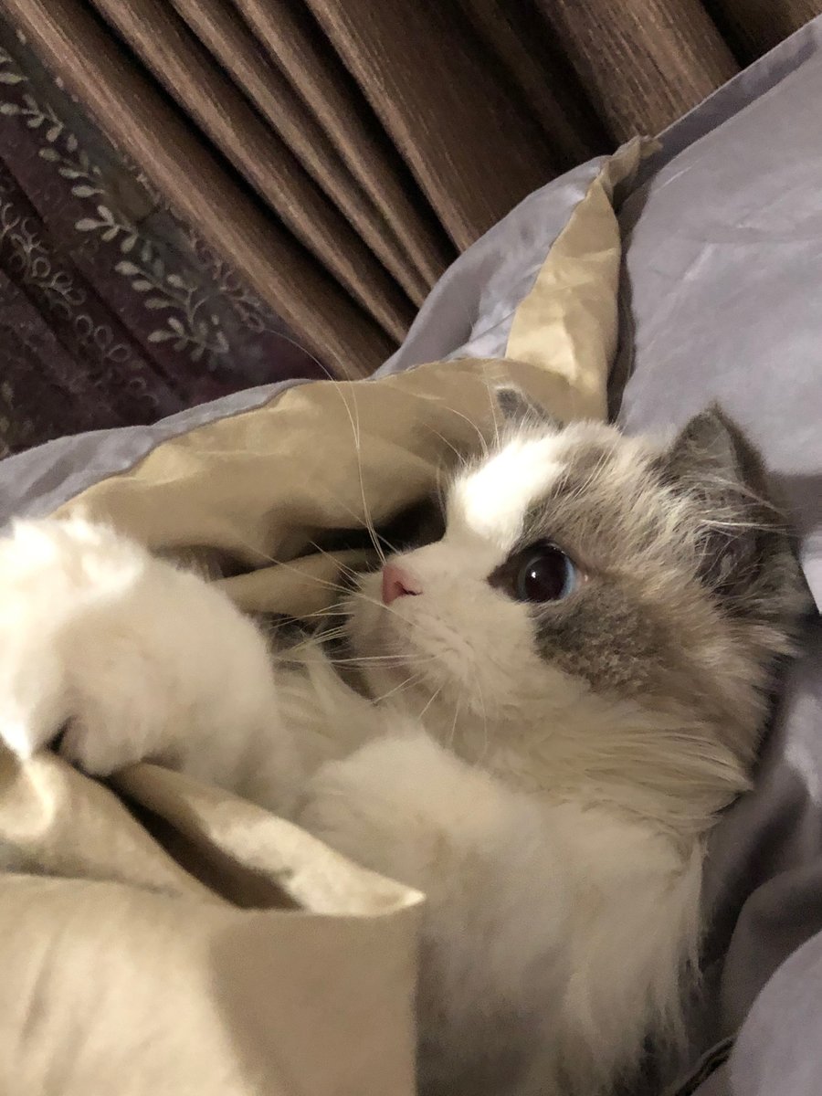 JonnePetson's tweet photo. 🦝📷My kittens are really too cute too, I really love them ....... #cats #life #cute #romantic #pets #catroutine #cats #kittens #cute #mischievous #schoolhouse #carefree #sadkitten #kittenroutine #happiness https://t.co/W8HgBjeveZ
