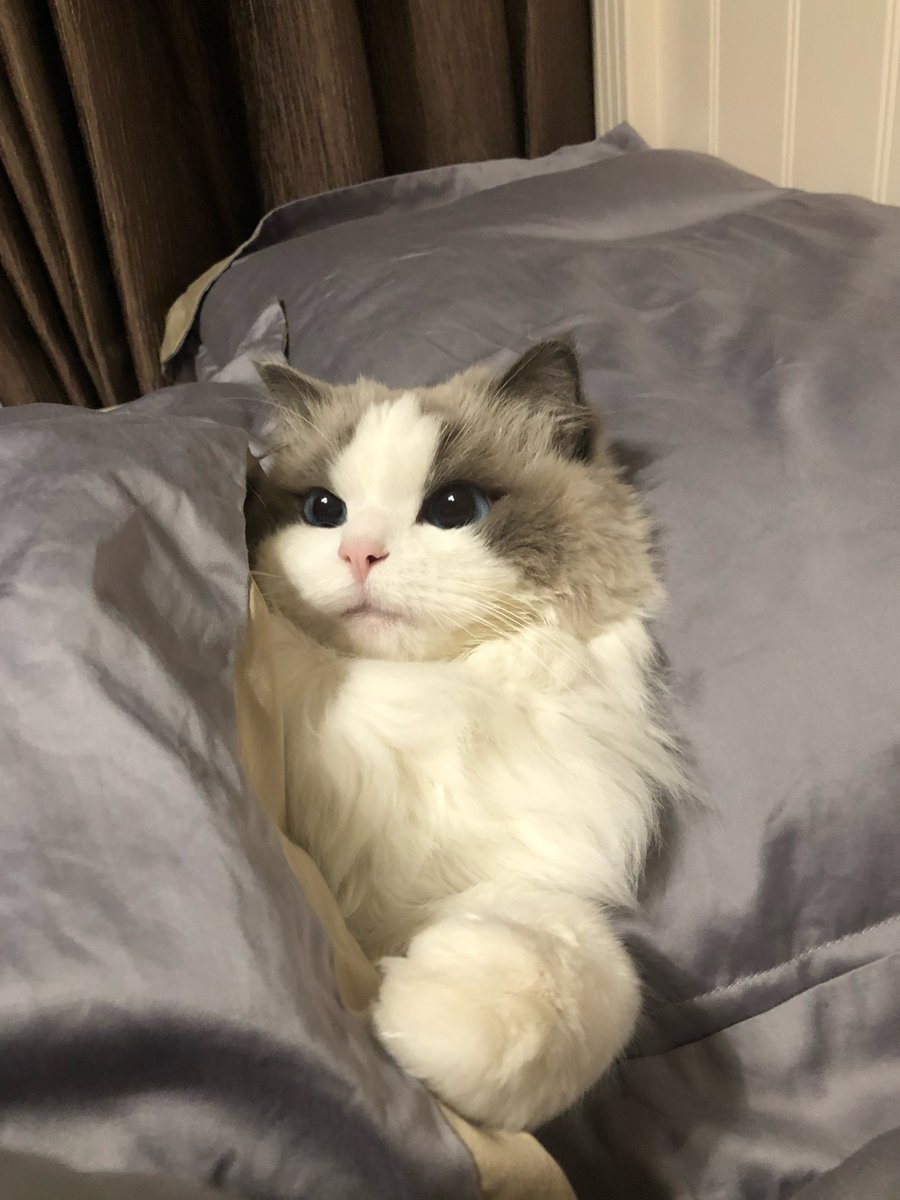 JonnePetson's tweet photo. 🦝📷My kittens are really too cute too, I really love them ....... #cats #life #cute #romantic #pets #catroutine #cats #kittens #cute #mischievous #schoolhouse #carefree #sadkitten #kittenroutine #happiness https://t.co/W8HgBjeveZ