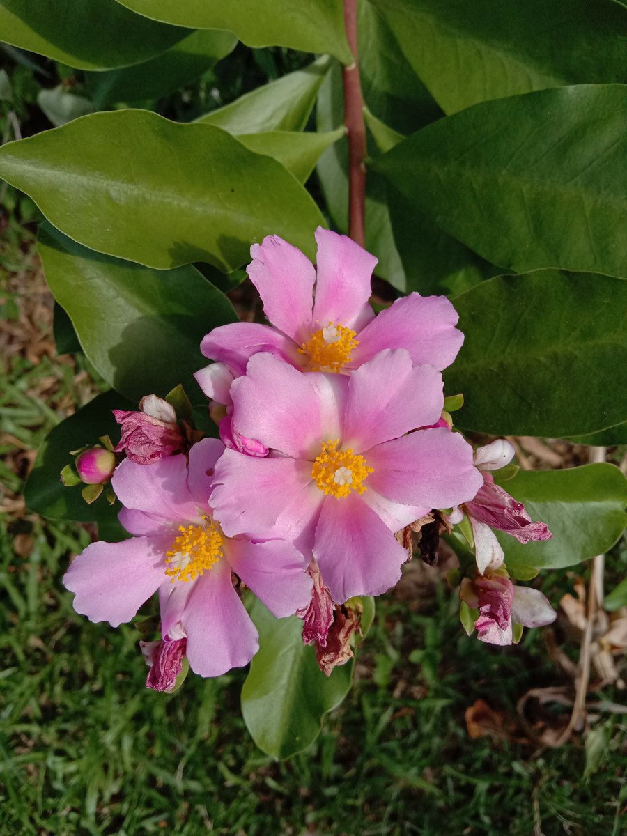 joyyy_wd's tweet photo. πΏπΈπΏ #RoseCactus #WaxRose #TropicalGarden #Botany #WildFlowerHour #wildflower #FLOWER #Flowers #flowerphotography #FlowersOfTwitter #flowerhunting #GardensHour #GardeningTwitter #gardening #garden #nature #NaturePhotography #photography #Sweet #beautiful https://t.co/4Ueb9J0BPE