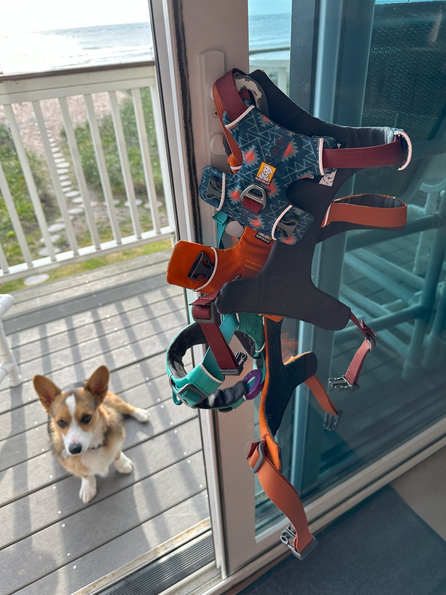 FloridaDogBlog's tweet image. 🌴 Calling all Florida dog owners! Say goodbye to flimsy harnesses and hello to the ultimate gear for your furry sidekick! 💪🌞

📖 Read our full review on FloridaDogBlog.com  

 #Ruffwear #DogHarness #FloridaDogs #AdventureReady #PetSafety #DogLovers