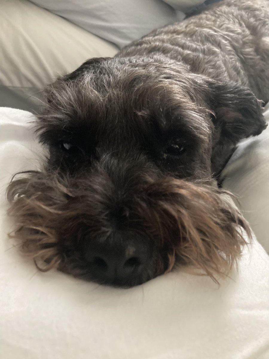 Jdavis_Halton's tweet image. It’s raining. It’s hot. #dogs #HeatWarning ❤️🇨🇦🐾