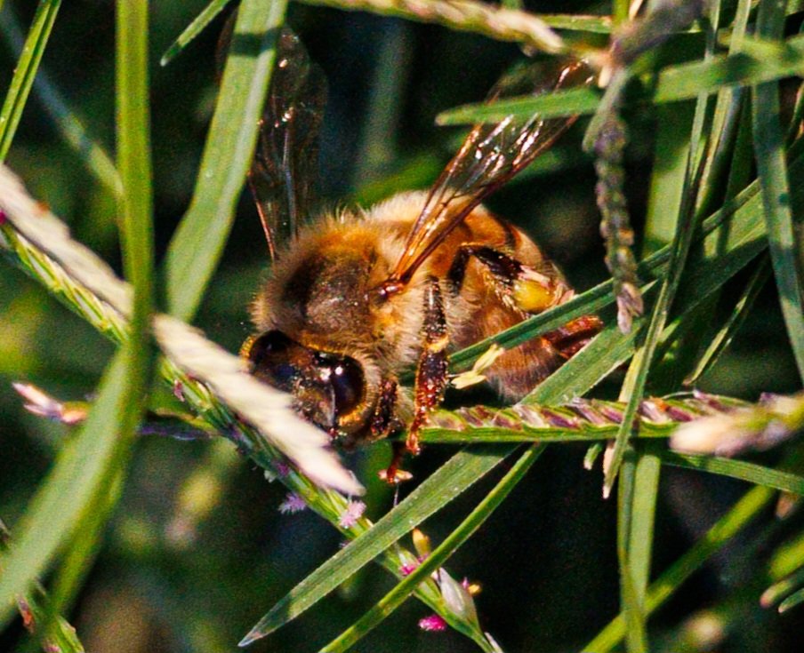Tareeq Iqbal Mohammed (@tareeqiqbalmohd) on Twitter photo Honey bee🐝
When you shoot an arrow of truth, dip its point in honey (Arab proverb)
#honeybees #Kuwait
<a href="/savethehoney/">savethebees</a> @SaveTheBees <a href="/BrainnPower/">🦚My Green Zone🦚</a>
<a href="/TheTiny_Earth/">Nikon Tom</a>
<a href="/IndiAves/">IndiAves</a> <a href="/Lightroom/">Adobe Lightroom</a> <a href="/DavidMariposa1/">David</a> <a href="/BeeAsMarine/">🐝 Dr. Marine TREBAUL Ⓥ𓃟 PhD - #SDGs - #Breton</a> <a href="/_zareenfatima/">Zareen Fatima زرین فاطمہ</a> <a href="/zarafshan/">Swatantra فاطمة</a> <a href="/NatureattheBest/">Nature at the Best</a> <a href="/KalyaniMuktevi/">Kalyani Sharma</a> <a href="/KitChitKat/">❄️May Peace Prevail❄️</a> Honey bee🐝
When you shoot an arrow of truth, dip its point in honey (Arab proverb)
#honeybees #Kuwait
<a href="/savethehoney/">savethebees</a> @SaveTheBees <a href="/BrainnPower/">🦚My Green Zone🦚</a>
<a href="/TheTiny_Earth/">Nikon Tom</a>
<a href="/IndiAves/">IndiAves</a> <a href="/Lightroom/">Adobe Lightroom</a> <a href="/DavidMariposa1/">David</a> <a href="/BeeAsMarine/">🐝 Dr. Marine TREBAUL Ⓥ𓃟 PhD - #SDGs - #Breton</a> <a href="/_zareenfatima/">Zareen Fatima زرین فاطمہ</a> <a href="/zarafshan/">Swatantra فاطمة</a> <a href="/NatureattheBest/">Nature at the Best</a> <a href="/KalyaniMuktevi/">Kalyani Sharma</a> <a href="/KitChitKat/">❄️May Peace Prevail❄️</a>