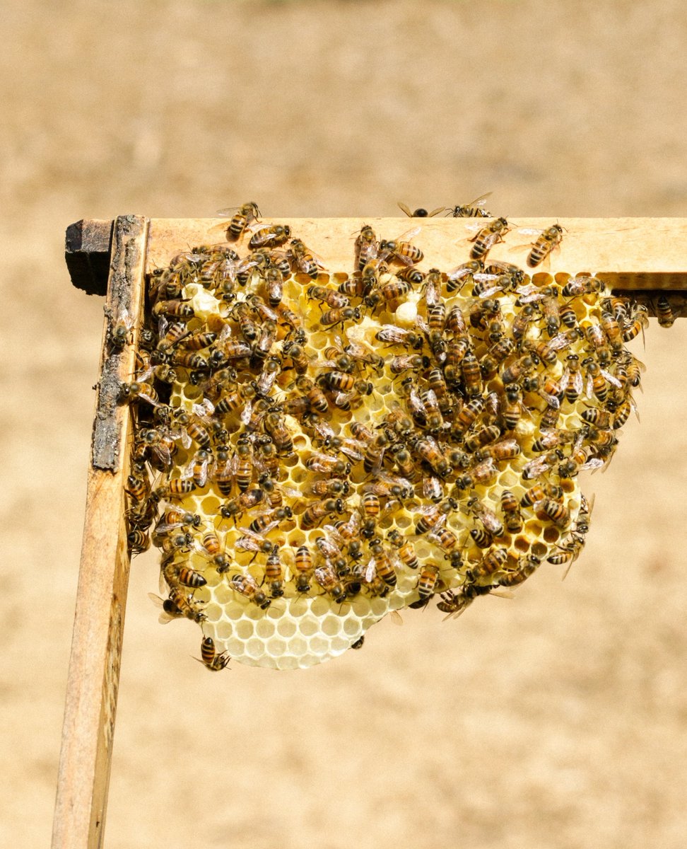 MuscleHoney's tweet photo. No foundation, no problems

#beekeeping #musclehoney #bees #beehive https://t.co/gCD4mVT6Kr