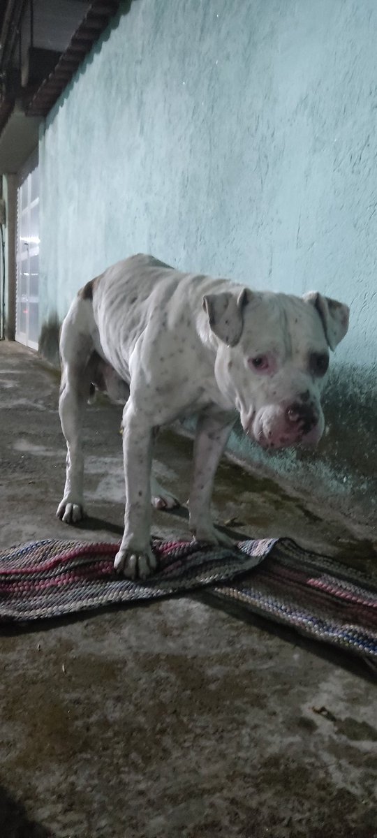 putzouis's tweet photo. abandonaram este cachorro na minha rua. Ele eh da raça Pitbull.
Não posso ficar com ele pois tenho um Chow Chow (territorialista) e mais 3 cachorros. 
Por favor, retuitem para alcançar + pessoas https://t.co/6OOVvRzuKS
