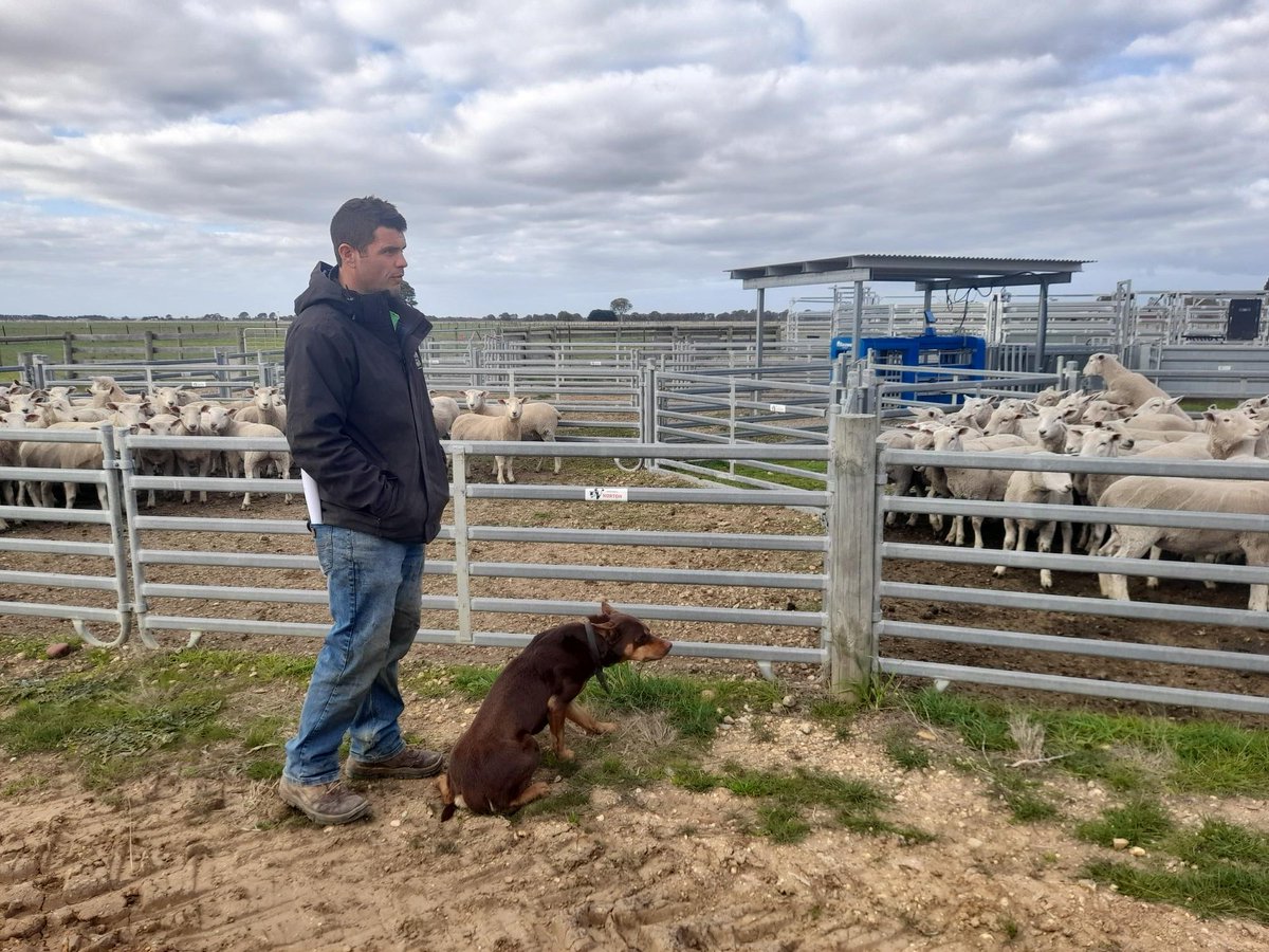 Gippsland_Ag's tweet photo. A beautiful winter's day for 30 farmers to learn more about the NEXUS Project and to better understanding emissions in livestock production at the Gippsland Research Farm.
@UniMelb 
@meatlivestock 
@BarenbrugAUS https://t.co/mwQMH7FZXn
