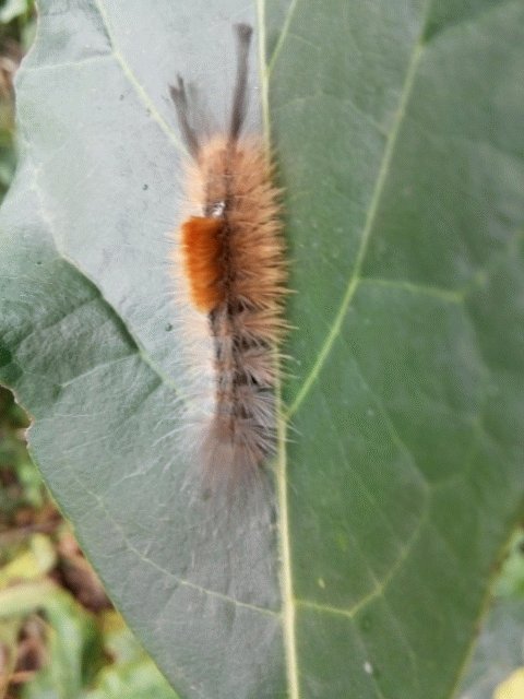 Caterpillar of tussock moth
