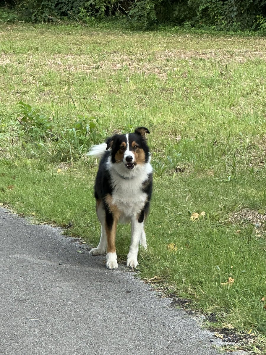 ohdbg's tweet photo. Found on side of road at Dishman lane. In front of dog park. He would not let me get close.  @joeimel please repost https://t.co/4tLUvWpb4K