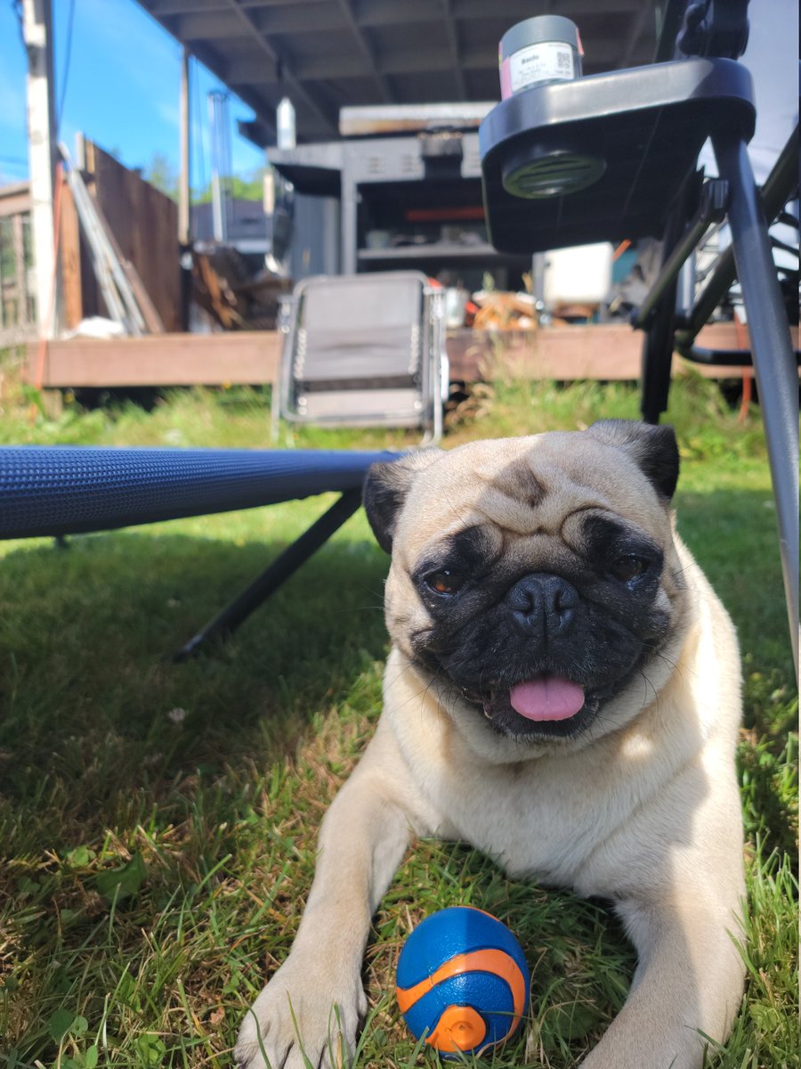 mikesalot24's tweet photo. Hanging in the yard with these dogs enjoying life. #puglife #thepugs #pnw #Pickles #Pepper #Bindy https://t.co/XHUrSsZTtM