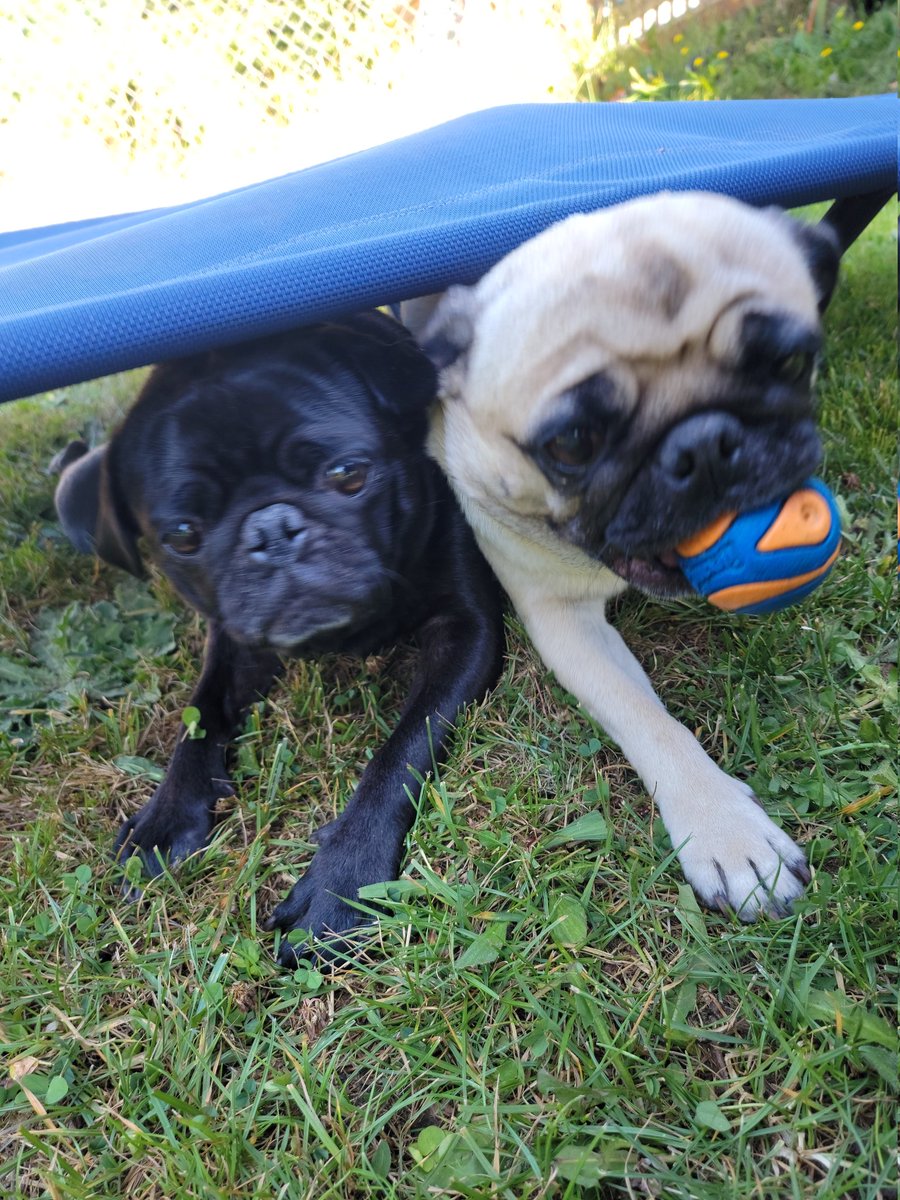 mikesalot24's tweet photo. Hanging in the yard with these dogs enjoying life. #puglife #thepugs #pnw #Pickles #Pepper #Bindy https://t.co/XHUrSsZTtM