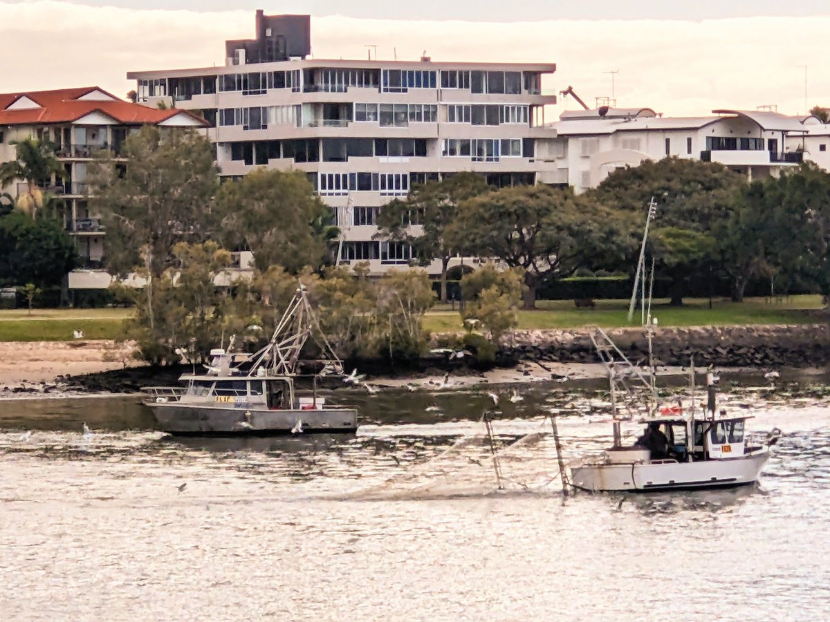Flock of seagulls, and the odd pelican looking for scraps off the back of trawlers fishing the Brisbane River this morning.

#birds #fishing #birding #Brisbane #BirdTwitter #birdwatching #fishinglife