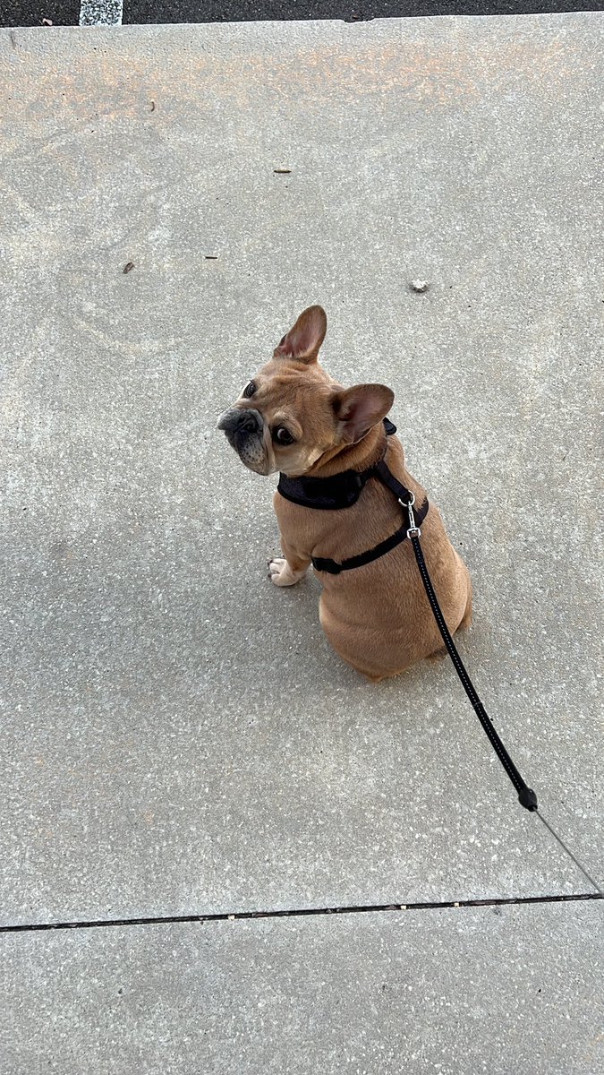 dads_diner_'s tweet photo. Taking the doggo out for a walk, then we live for the night! https://t.co/e219loQBY0