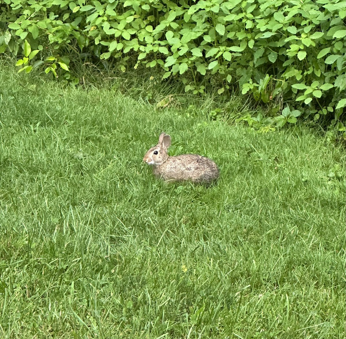 Brandon_S_Hall's tweet photo. Our little yard groundhog and bunny. https://t.co/xCyRCJBUGI