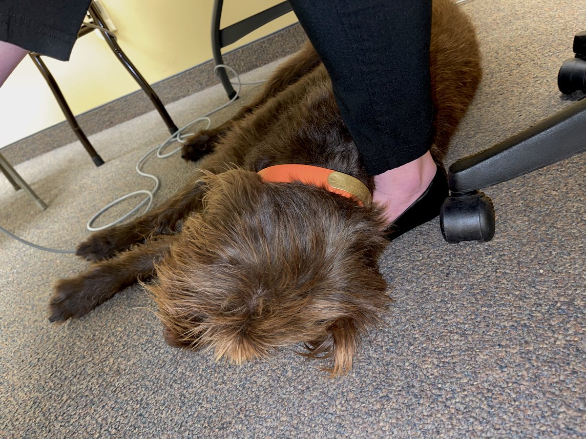 ServproMobile's tweet photo. If you love someone, let them sleep. #DukeofSERVPRO #DukeDays #SERVPROinMobile #SERVPROofMobileCounty https://t.co/fz36KJjeCe