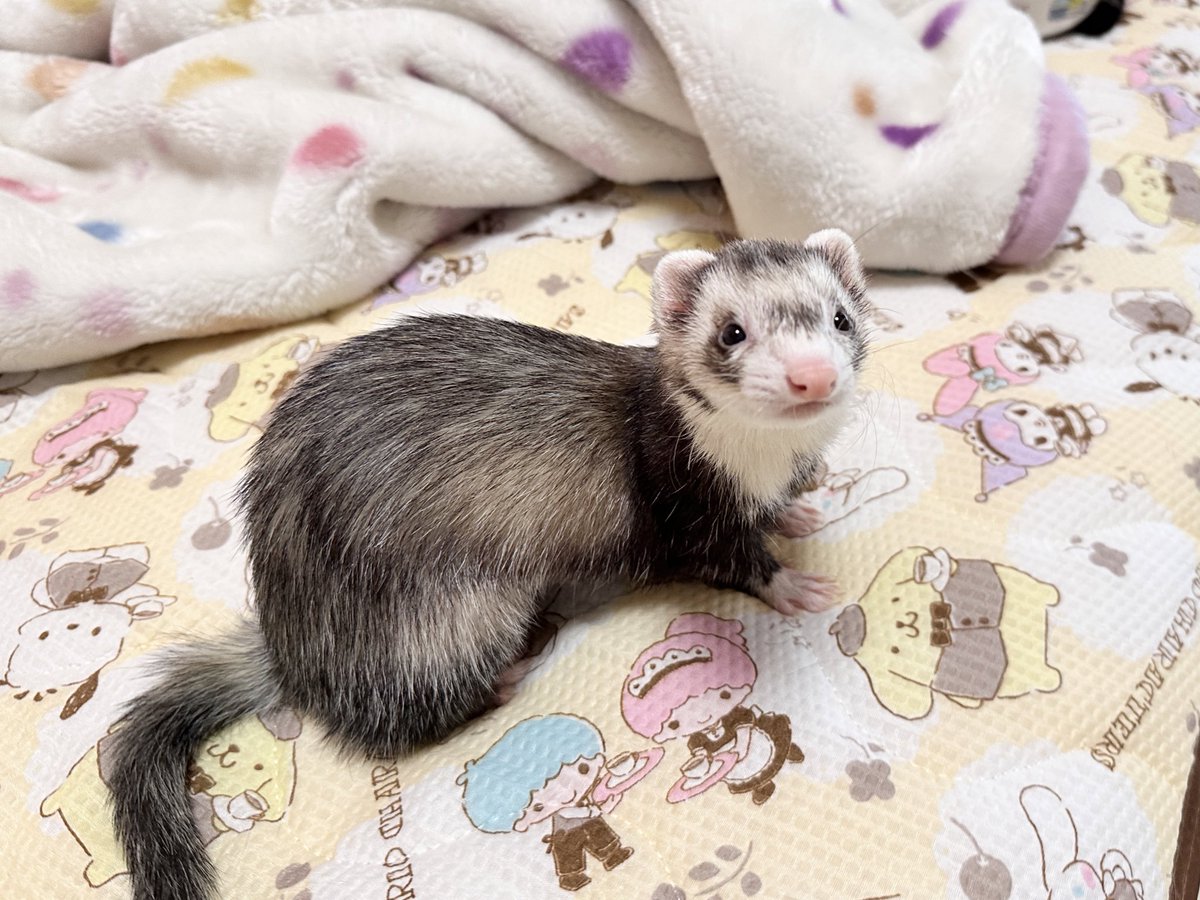 かえ*·ฅʾʾ tweet media