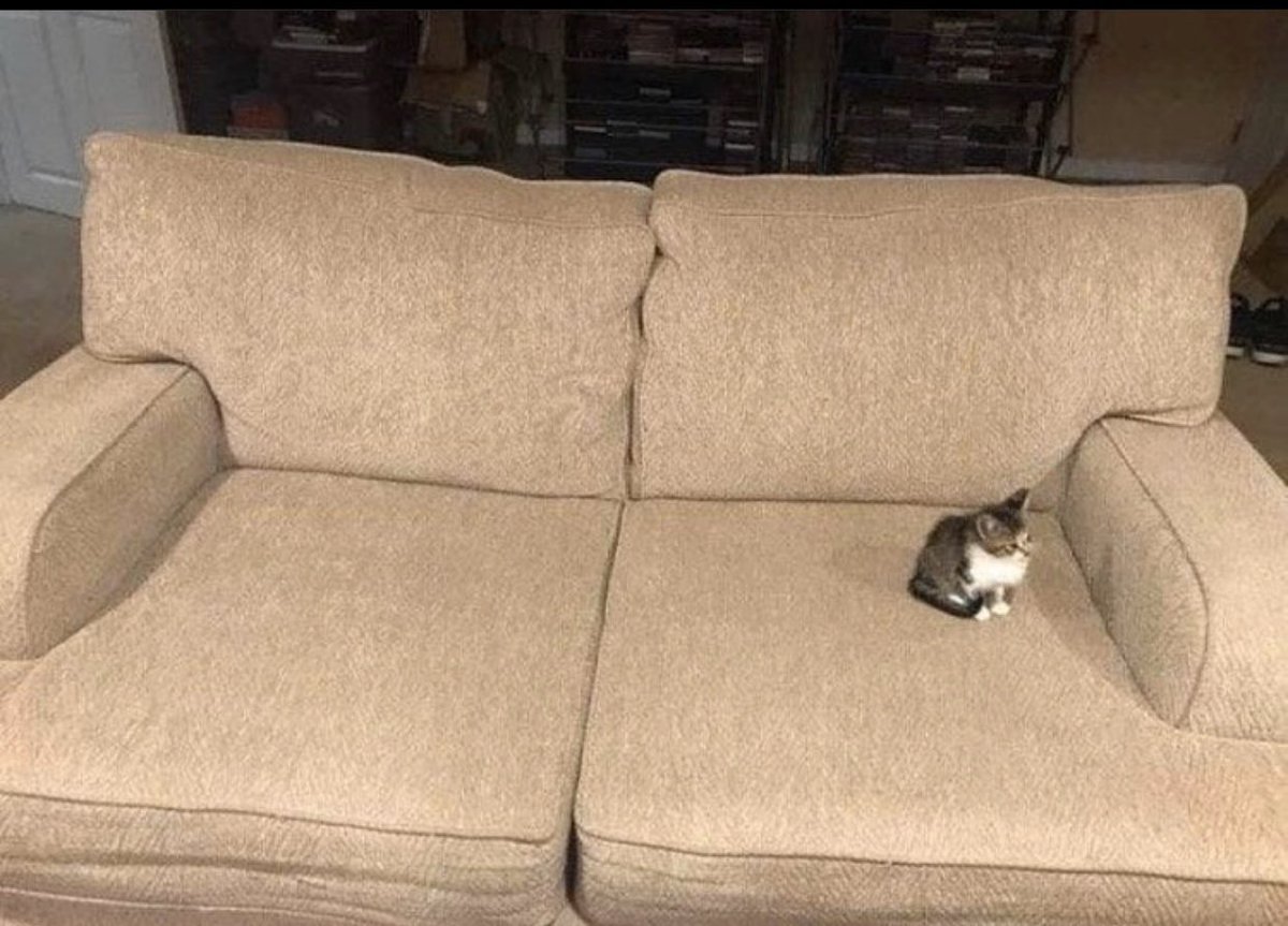 tiny cats in big spaces is like my favorite image type ever