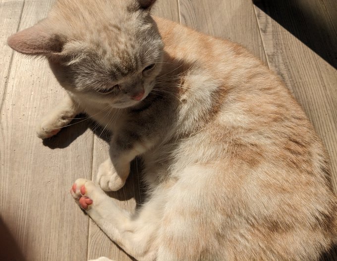 モニター越しから揚げたて猫の匂いを世界に伝える新技術の開発が今一番求められてるんだ 