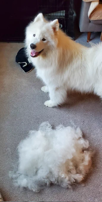 Gimli, how come you still have fur after shedding this much.比較対照のブルース 