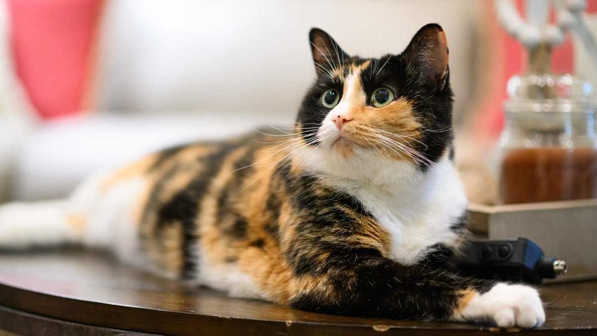 Confronted with her cat's concerning cluster of symptoms, alumna Melissa Bilyeu worked with <a href="/NCStateVetMed/">NC State Vet Medicine</a> to find answers. See how NC State's expertise saved Kacie the calico: ncst.at/gePk50PmjzF #ThinkAndDo