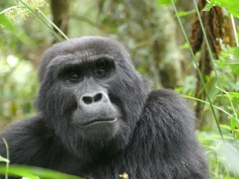 hekint's tweet photo. The Ugandan mountain gorilla is a member of the Hominidae family, the great Apes. The extant species include: the orangutan, the eastern and western gorilla, the chimpanzee, the bonobo, and ourselves—Homo sapiens. The mountain gorilla is one of two subspecies of the eastern gorilla... https://t.co/GX2wD4niX4