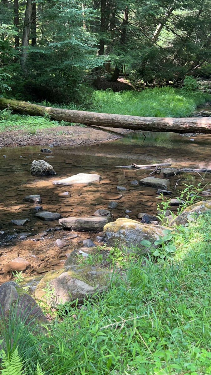 kswboyles's tweet image. It was a ☀️beautiful day ☀️in Cook Forest State Park w/ regional educators exploring, learning, and sharing about our watershed  - Thank you @ErinMMcCool! Ready for Day 2! #MWEE 💧#OutdoorEd 🌳#environmentalliteracy 🌎 w/ @riverviewiu6